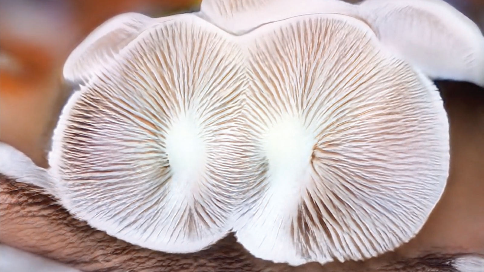 decomposer