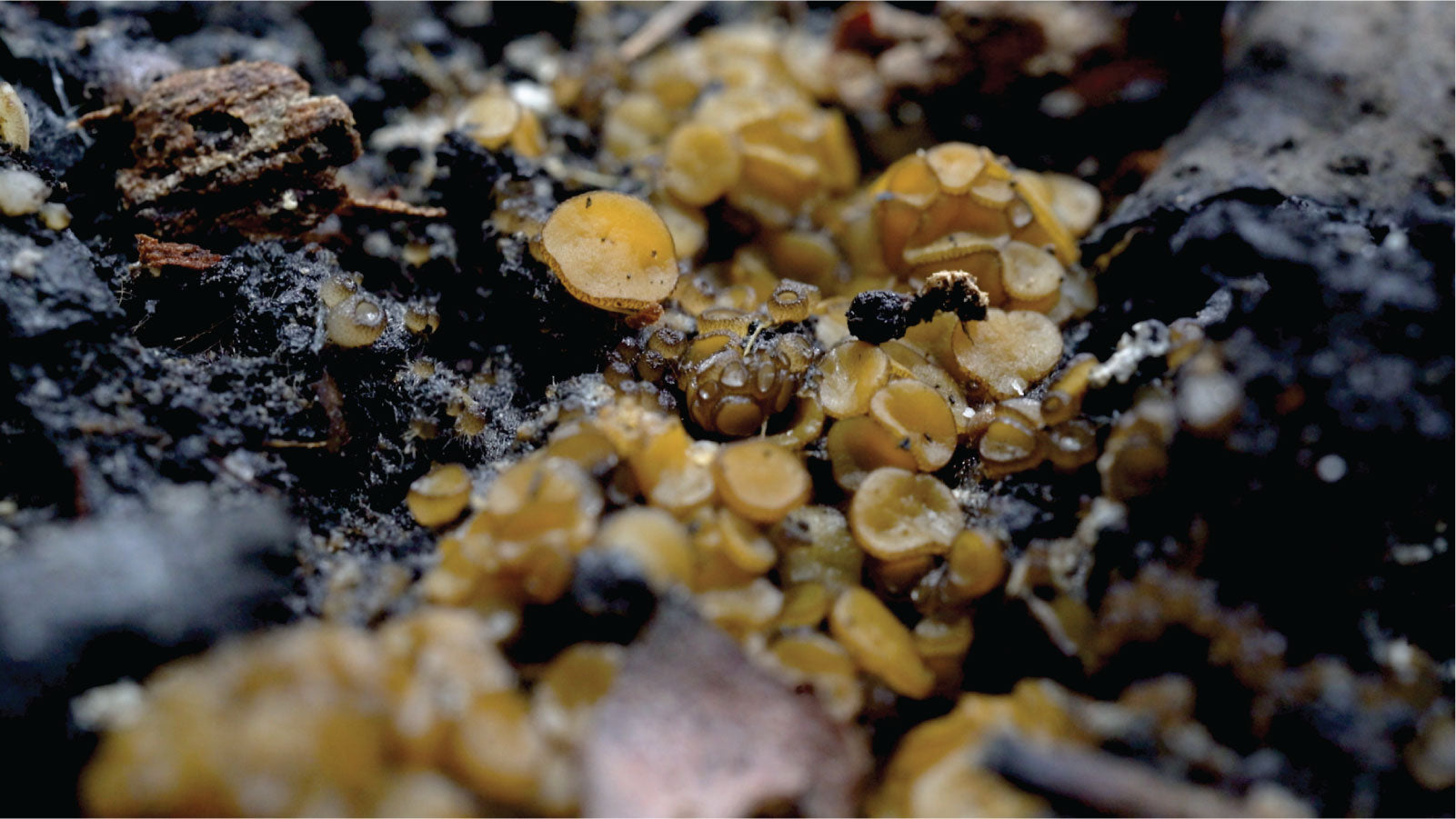 Fire Loving Fungi