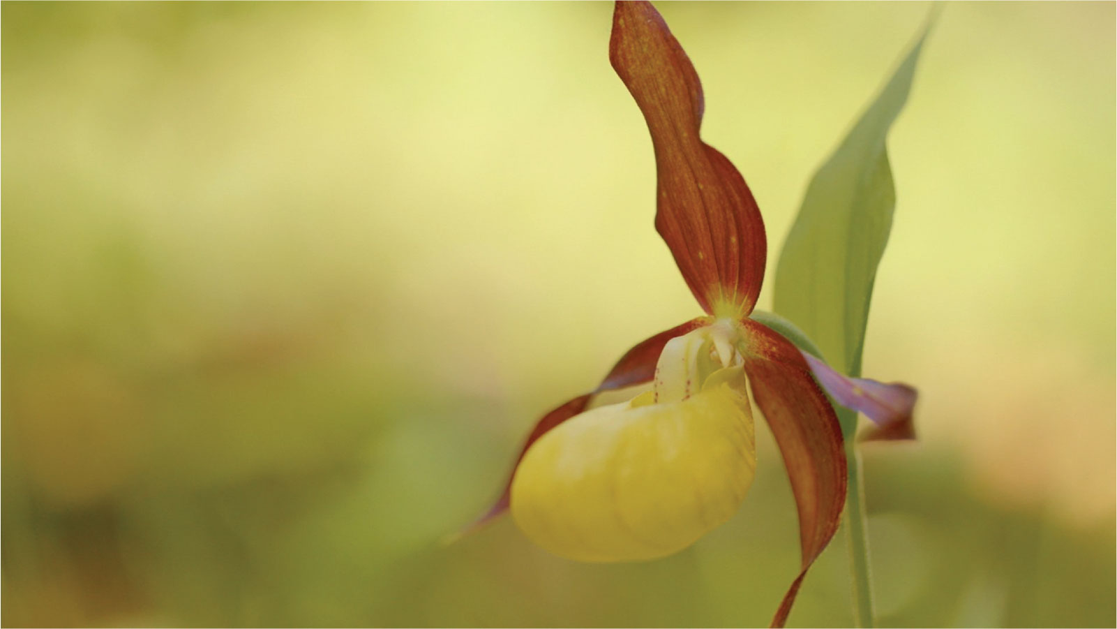 A Flower