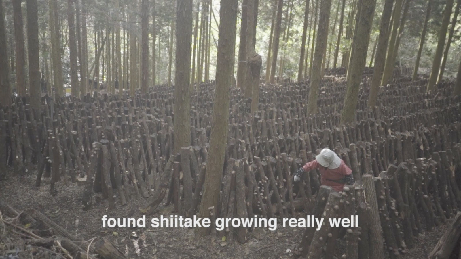 Japanese Shiitake Forestry