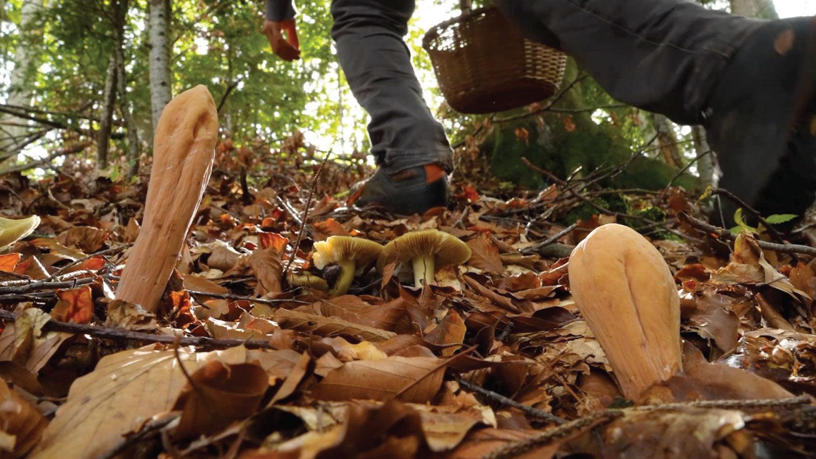 Micocosmo: A Fungi's World in a Festival