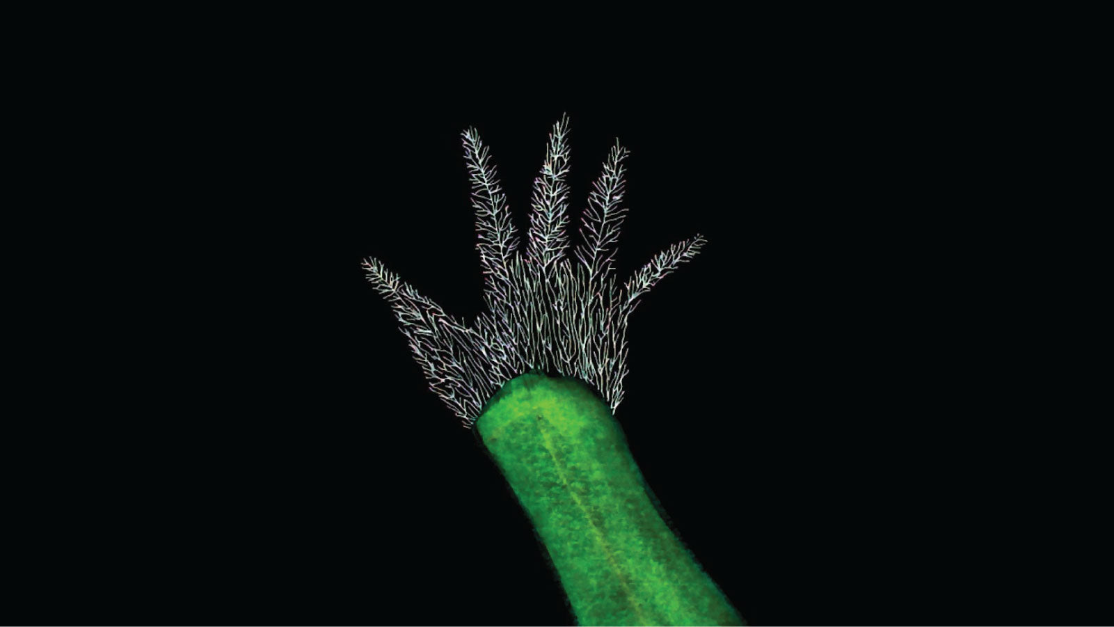 Mycelium