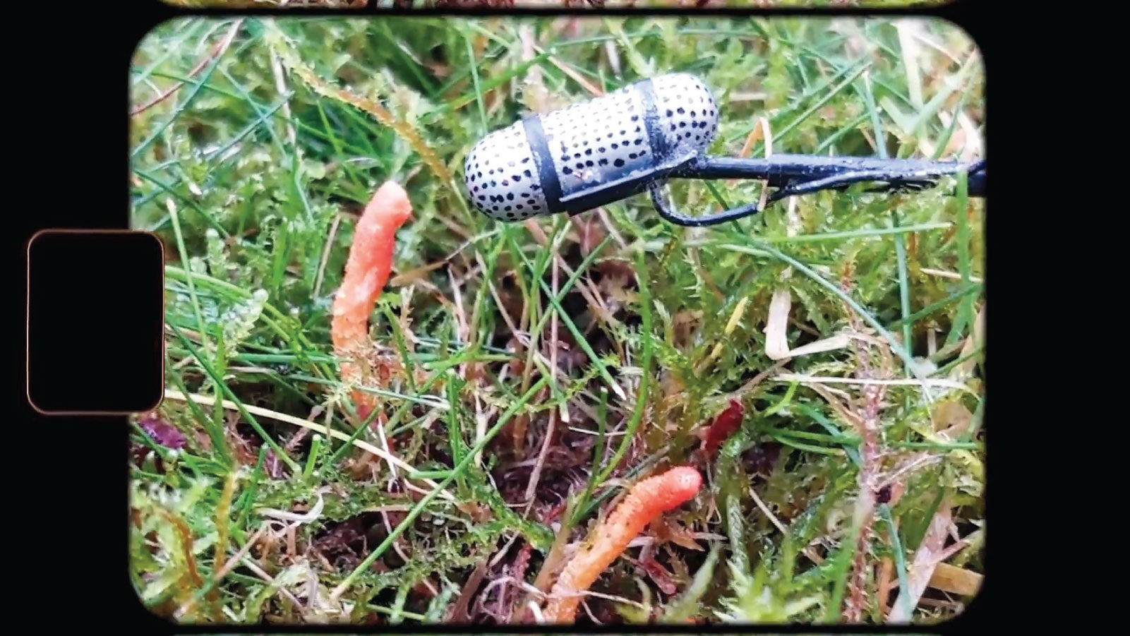 Mycoaudiology: The Lost Tapes