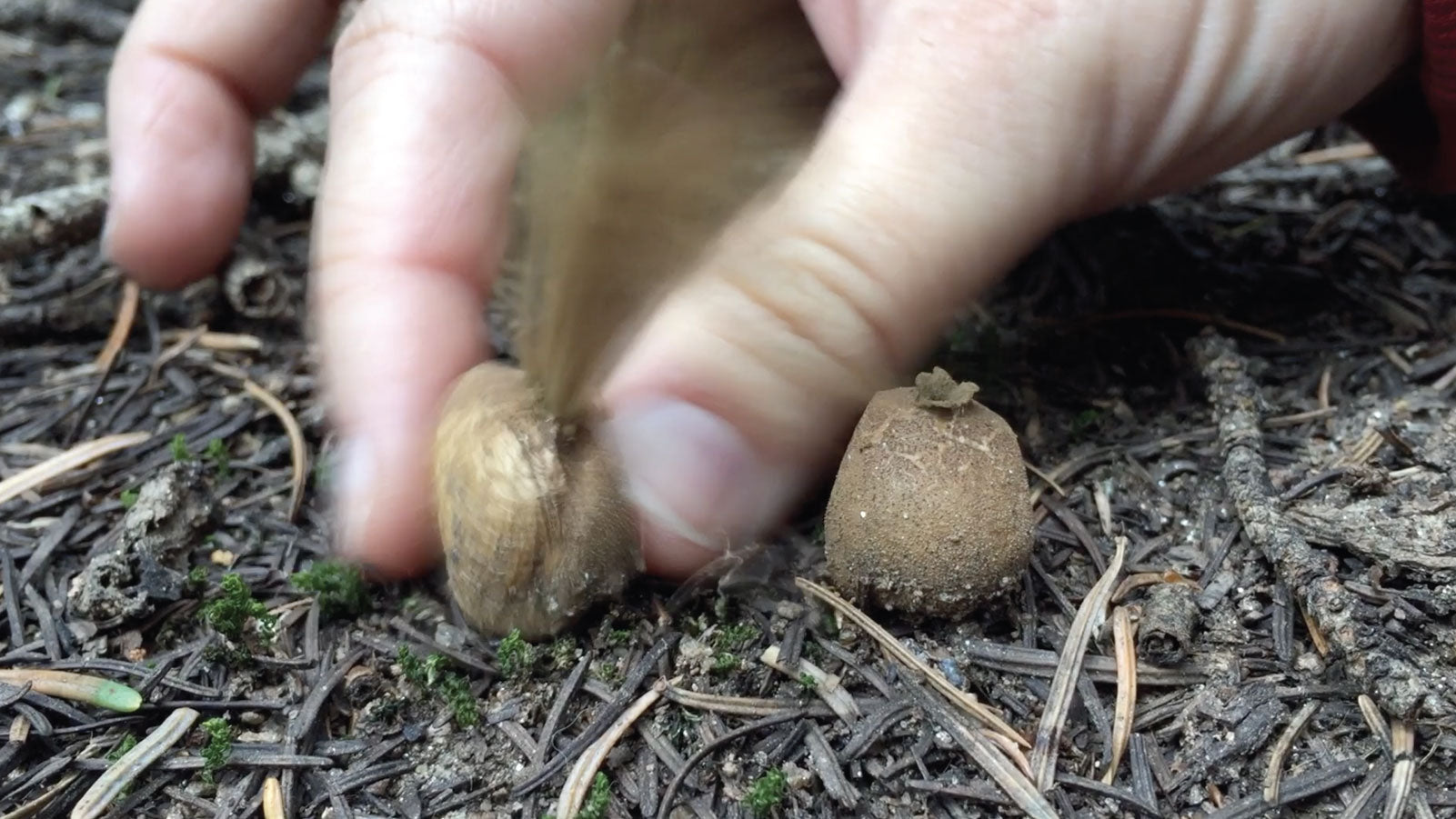 Puffballs & Earthstars