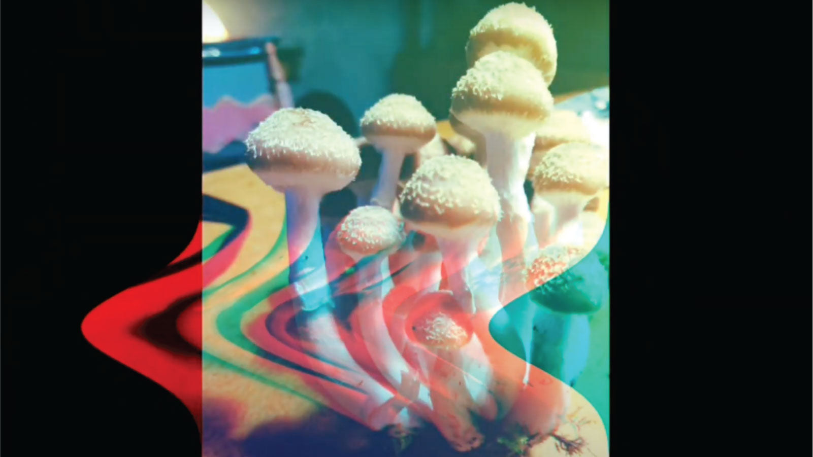 Reishi