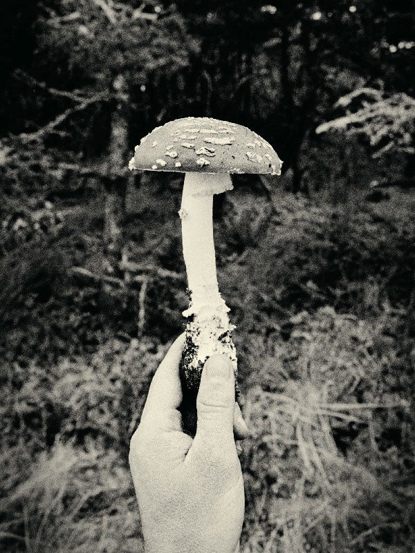 What is Radical Mycology?