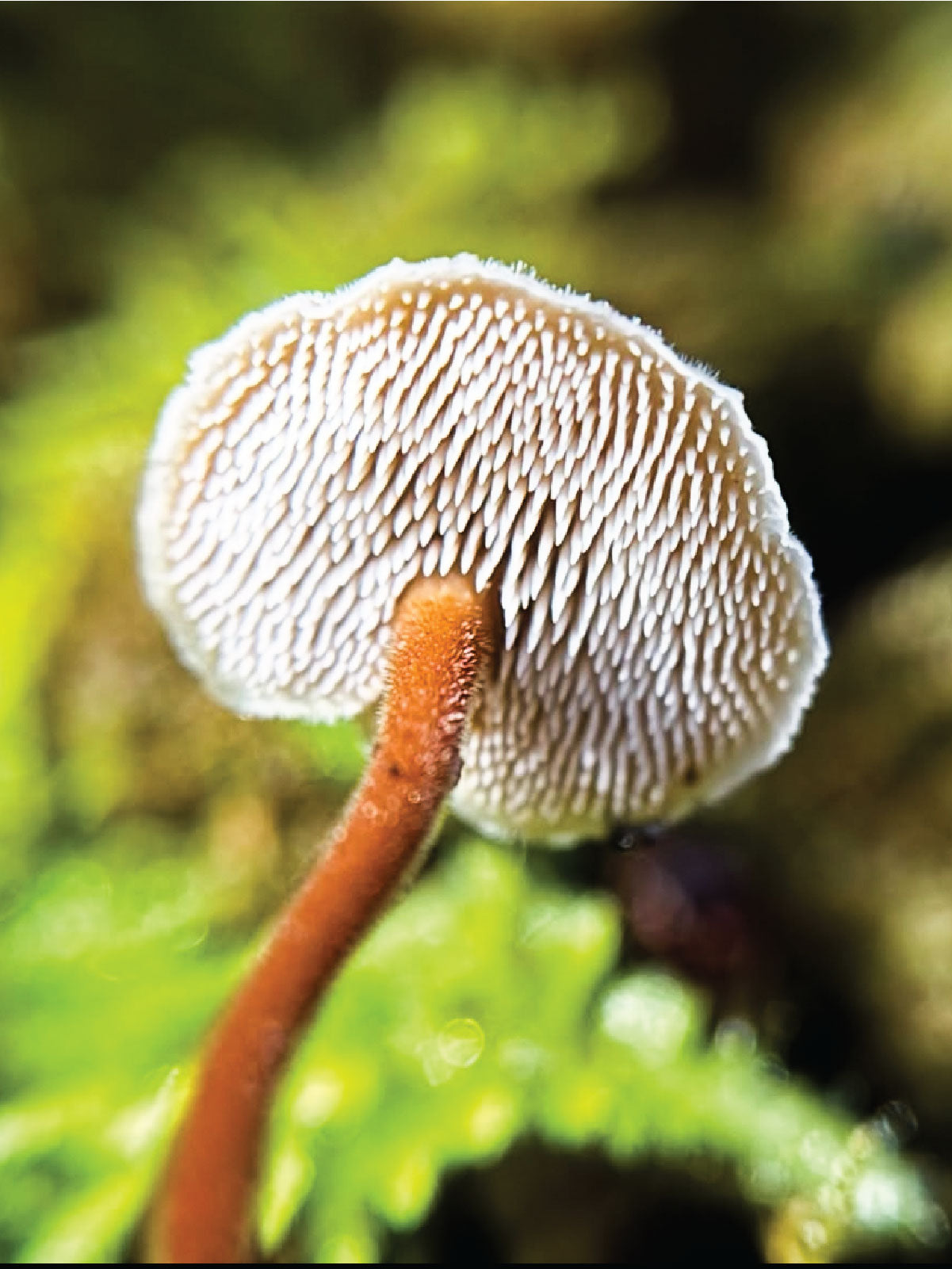 Passport to Kingdom Fungi: The Wild and Wonderful World of Mushrooms, Molds, and More