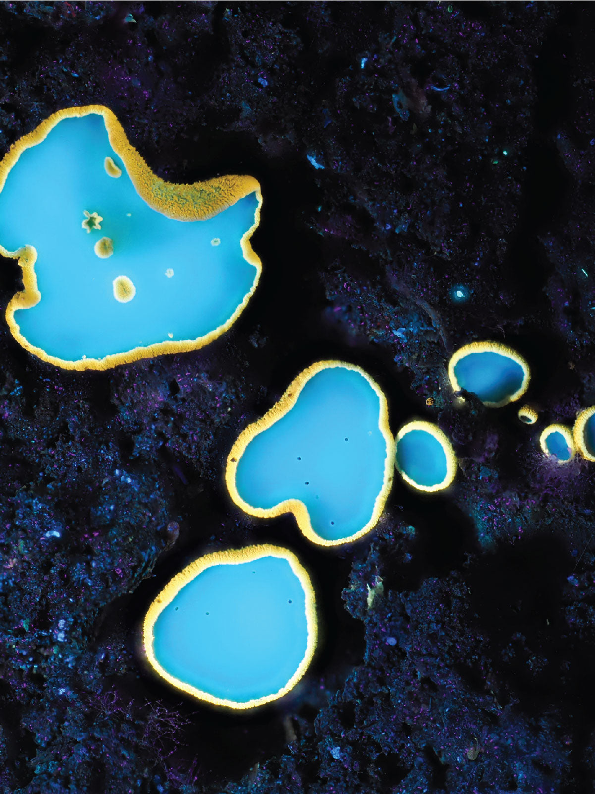 Fluorescent and Bioluminescent Mushrooms