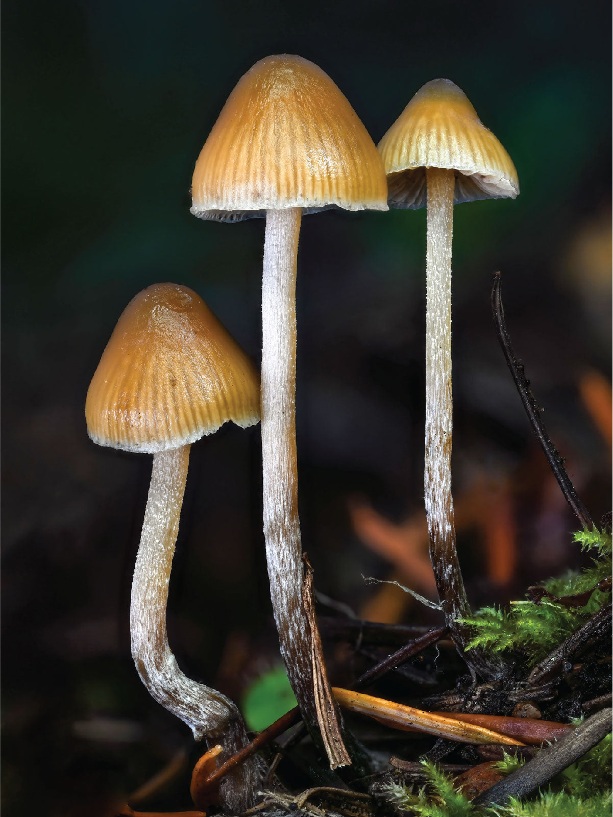 New Discoveries in the Taxonomy of Psilocybin Mushrooms