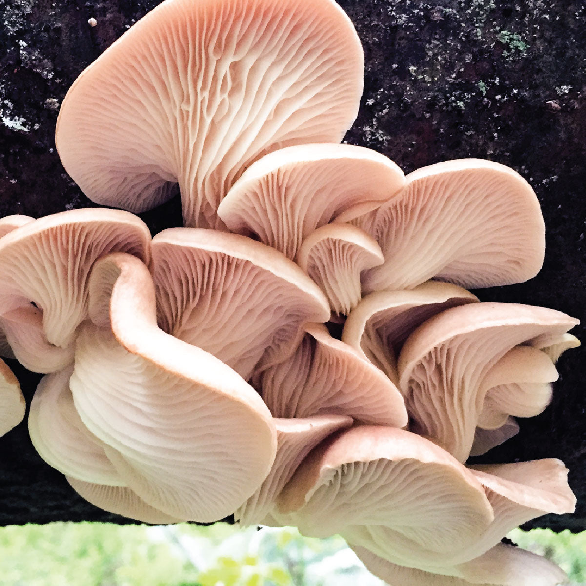 Pleurotus Medicine Workshop Materials Fee