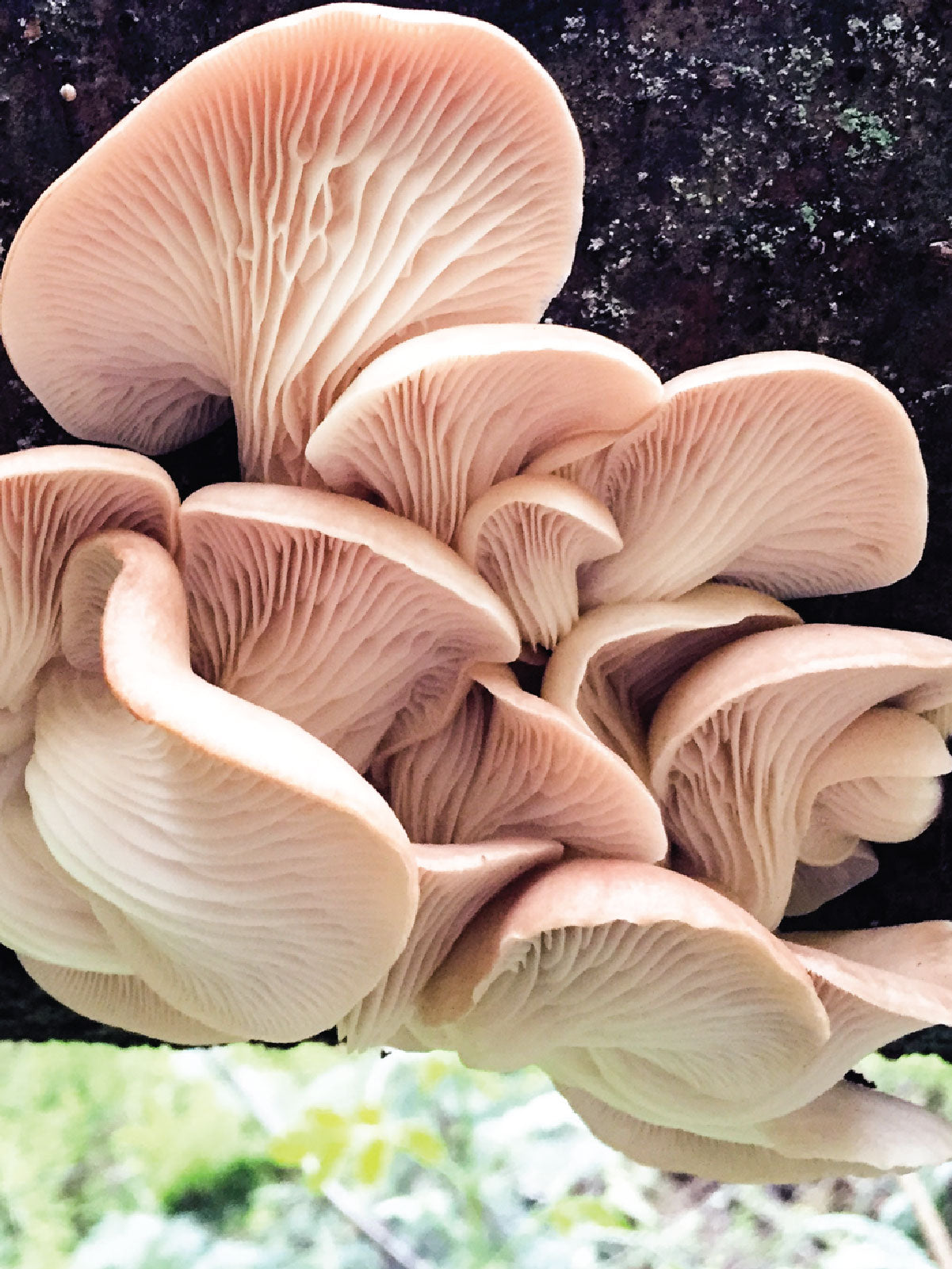 Everything You Ever Wanted to Know About Pleurotus Medicine
