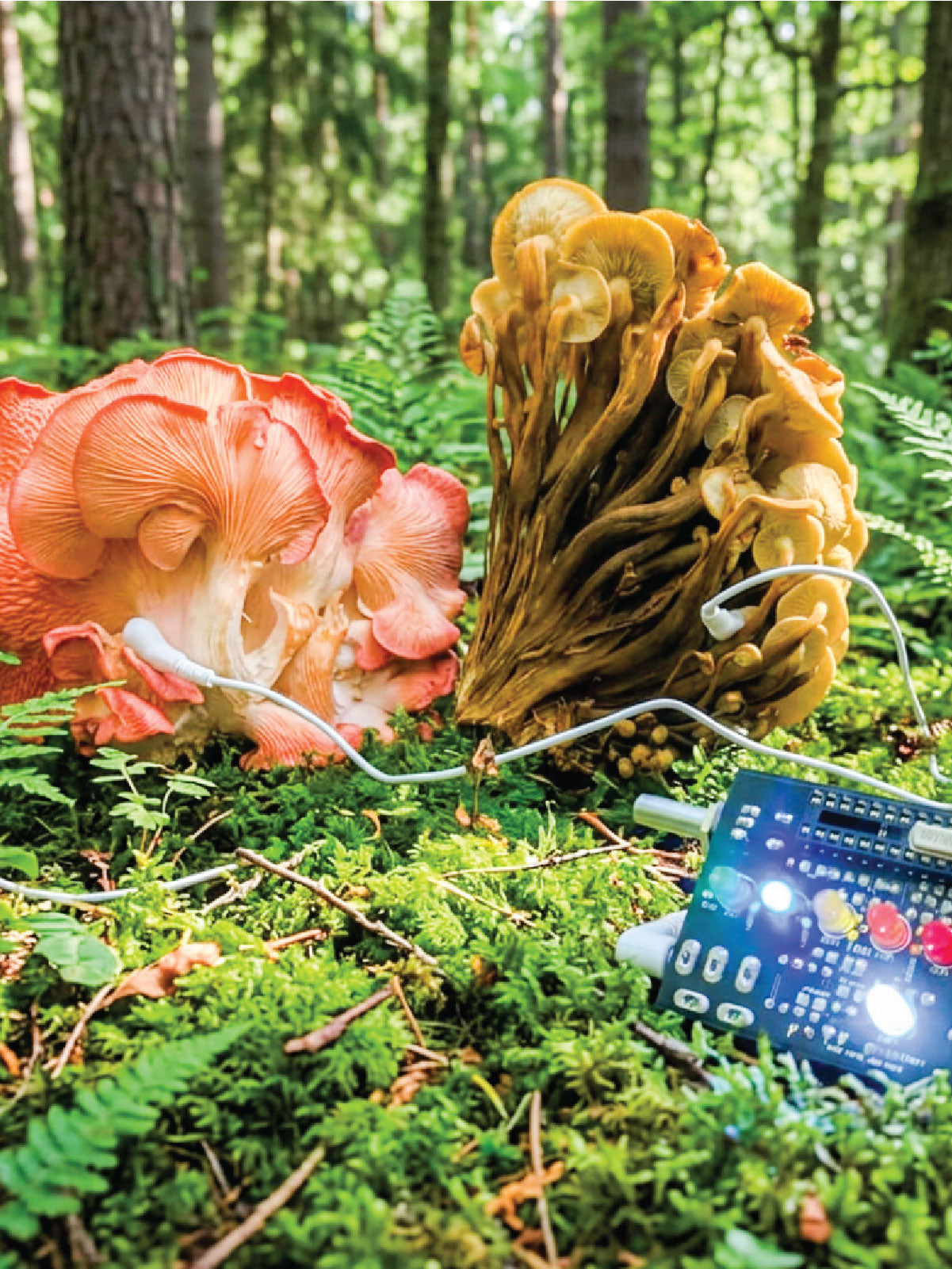 Becoming Fungus: A Practice for More-than-Human Belonging