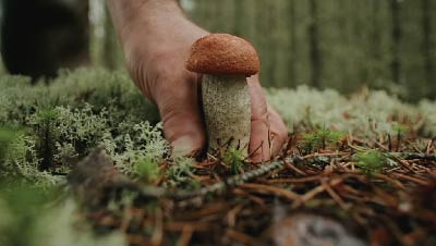 Forestible: On the Trail of Northern Wild Edibles