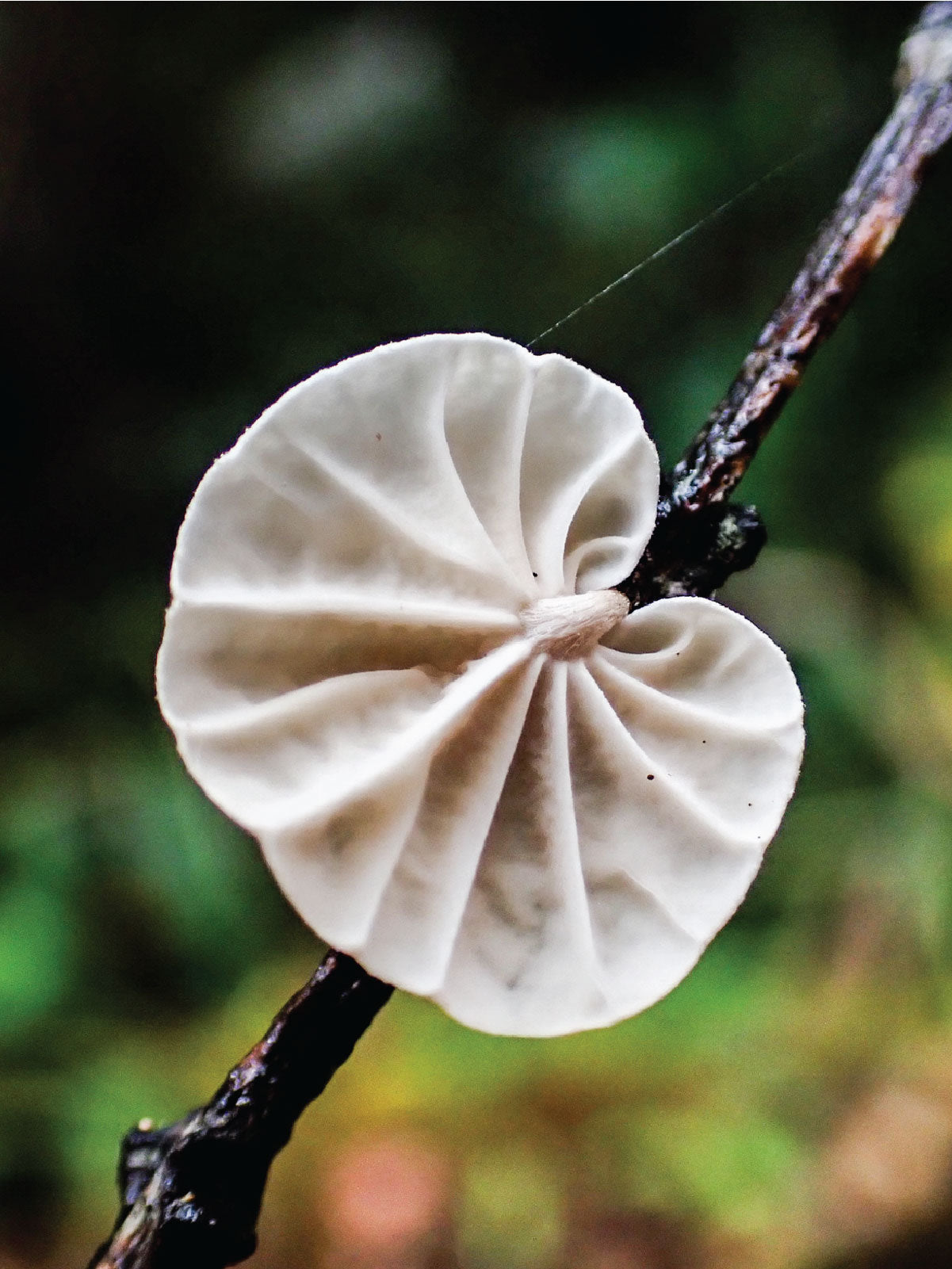 Uncovering the Hidden World of Fungal Diversity
