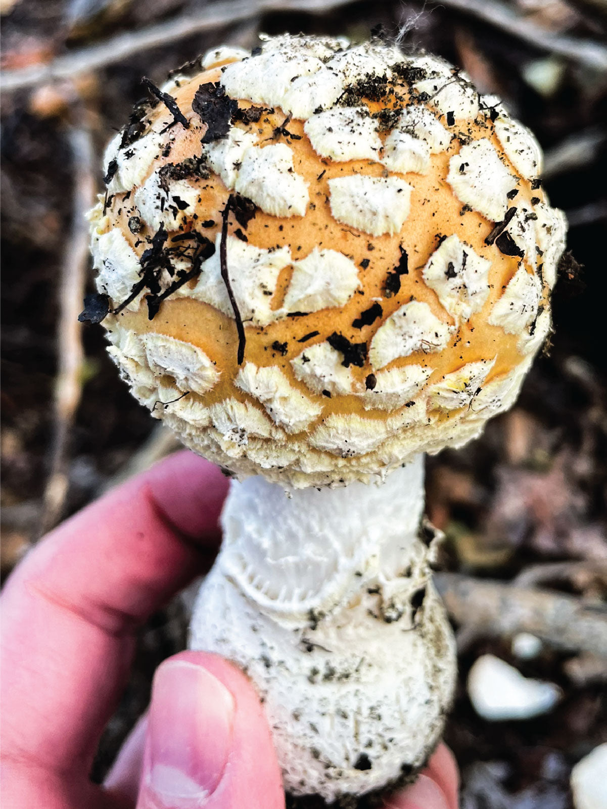 Amanitaphobia and the Myth of Suicide by Fly Agaric (Amanita muscaria) Mushroom Ingestion
