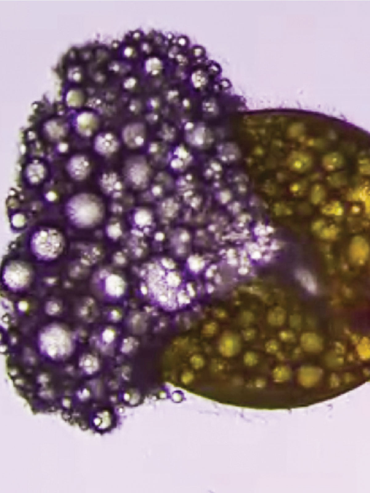 AMF Spore Extraction from Rhizosphere Soil