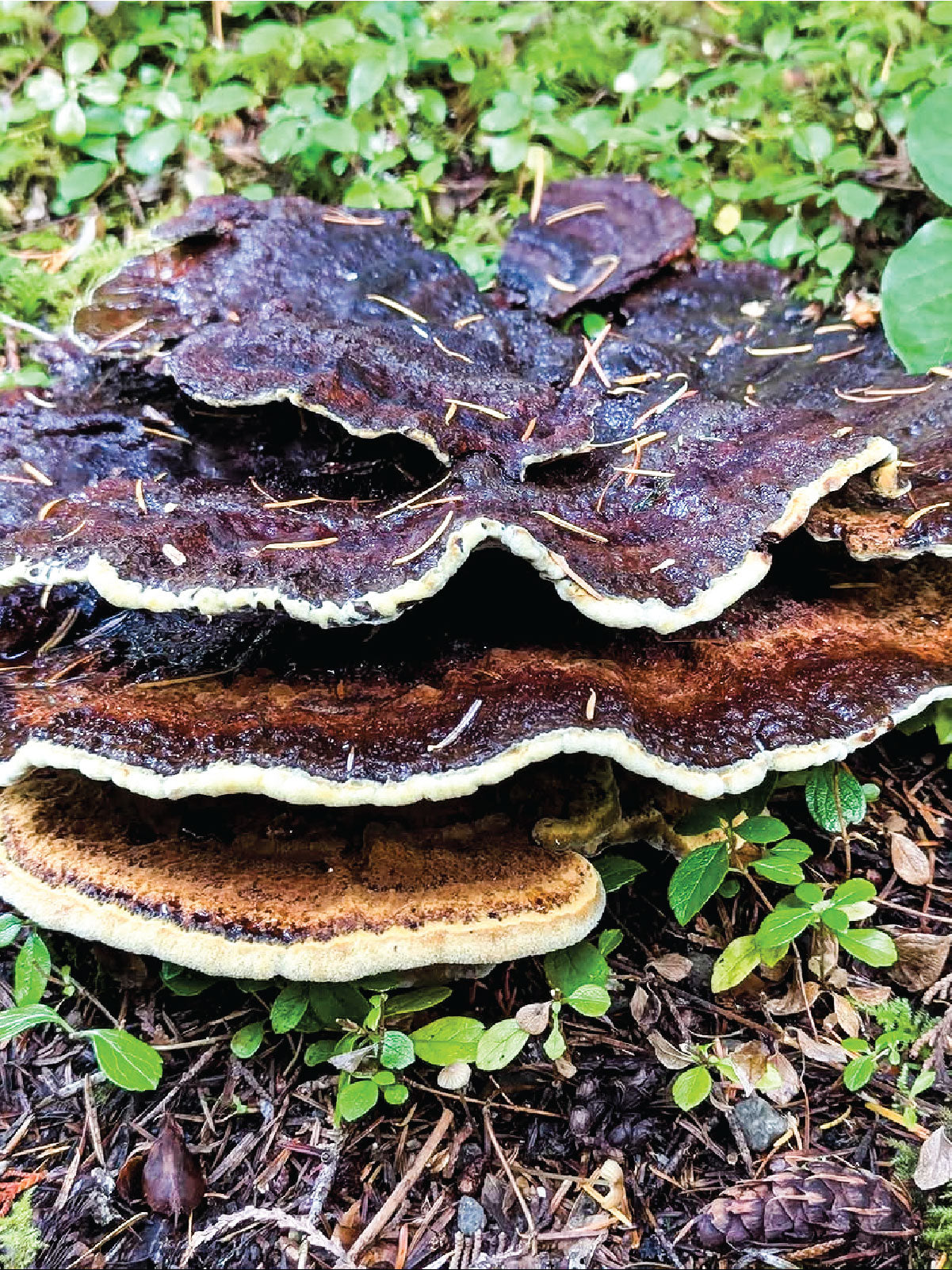 Mushroom Identification Workshop Using the Keys to Mushrooms of Cascadia