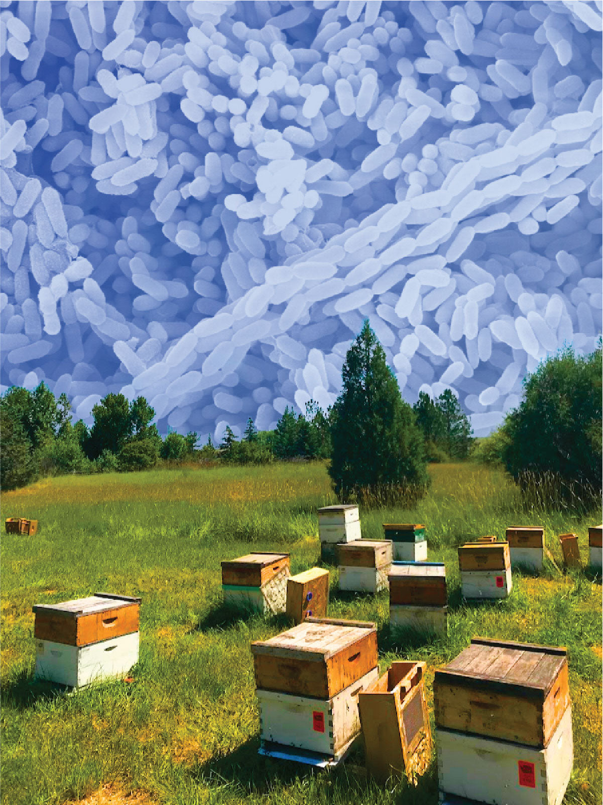 Harnessing Entomopathogenic Fungi to Help Honey Bees