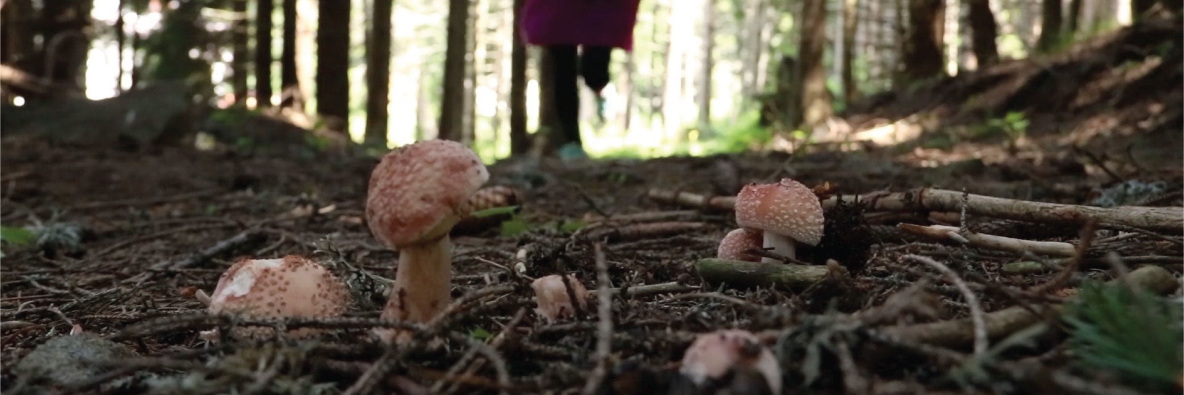 Mushroom Dummies