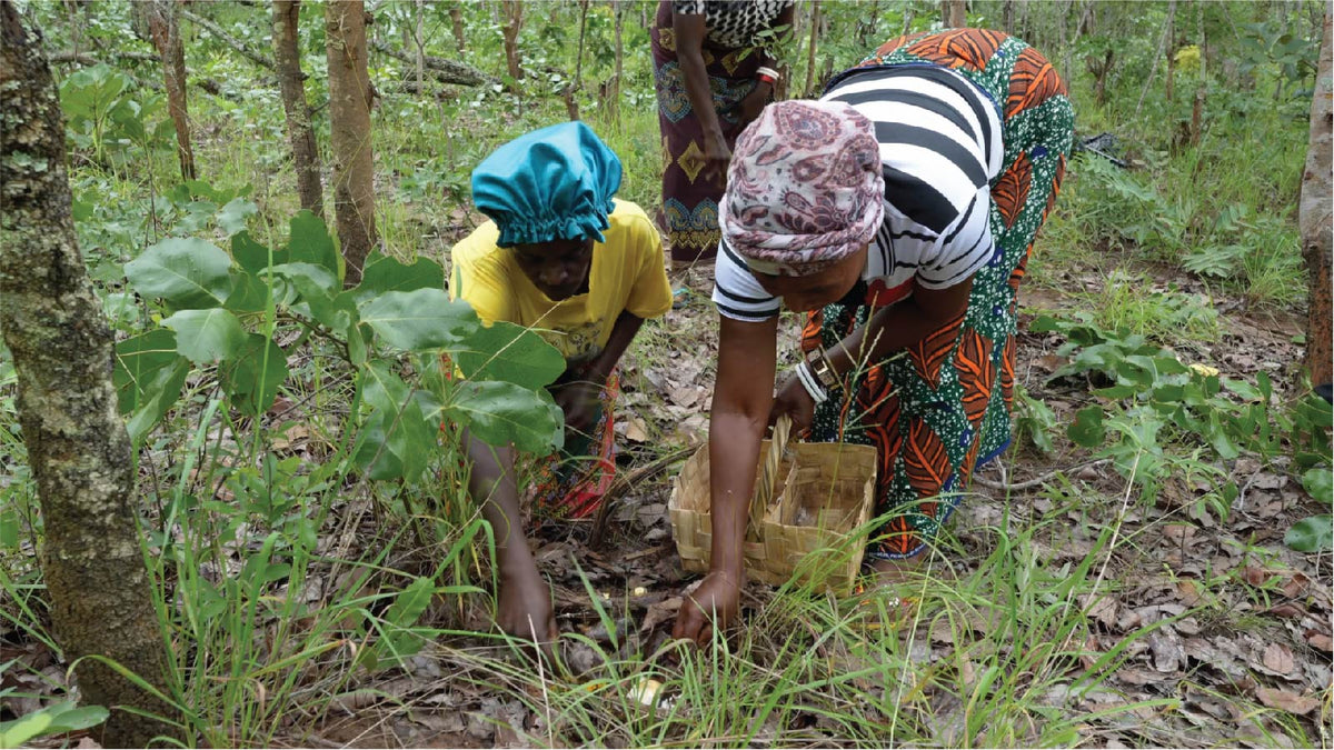 Nature's Bounty: Mushroom Hunters of the Zambian Miombo