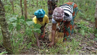 Nature's Bounty: Mushroom Hunters of the Zambian Miombo