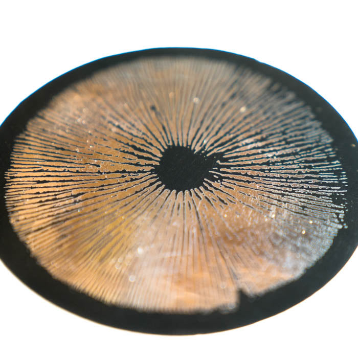 Circular sticker with spore print patterns on a silver background