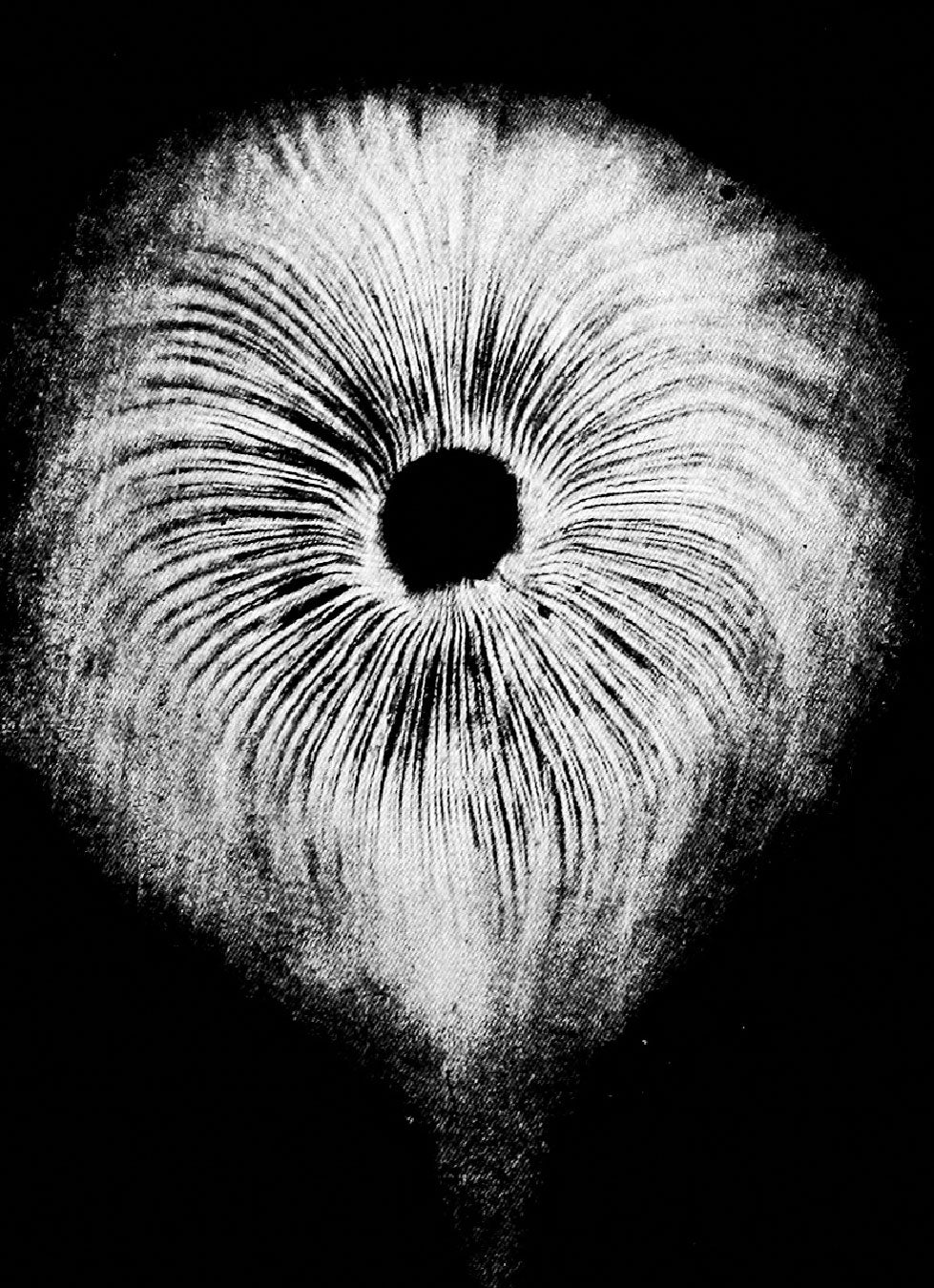 old spore print
