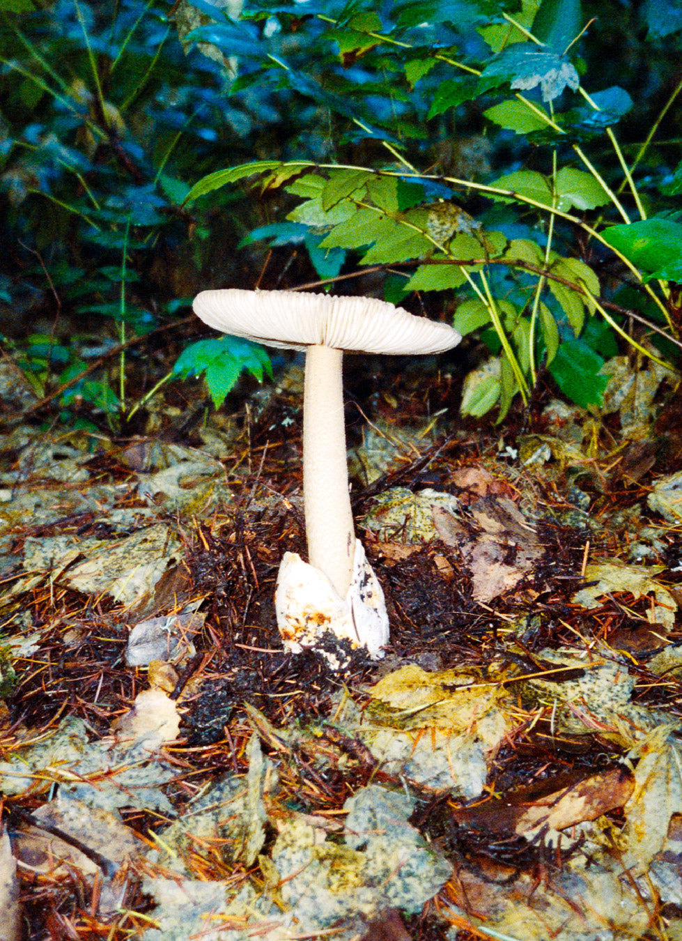 Amanita mushroom in forest floor