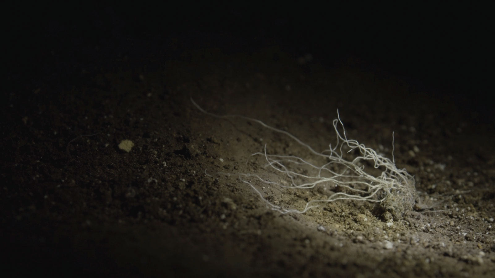 Caverns and Coprophilia