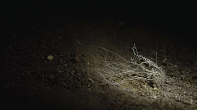 Caverns and Coprophilia