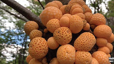 Darwin’s Balls