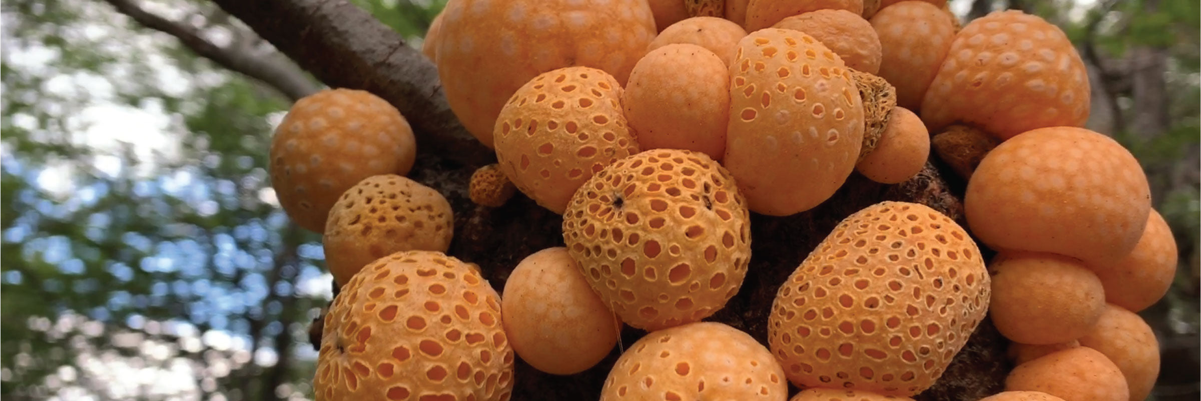 Darwin’s Balls