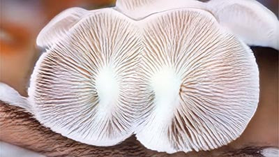 decomposer