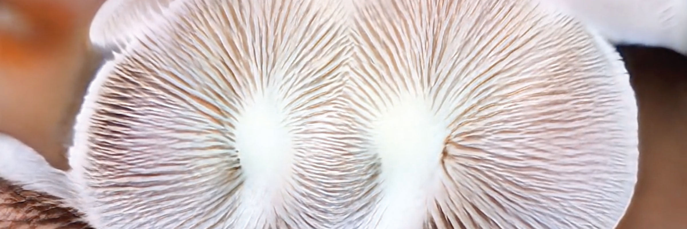 decomposer