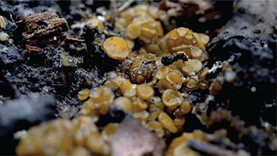 Fire Loving Fungi
