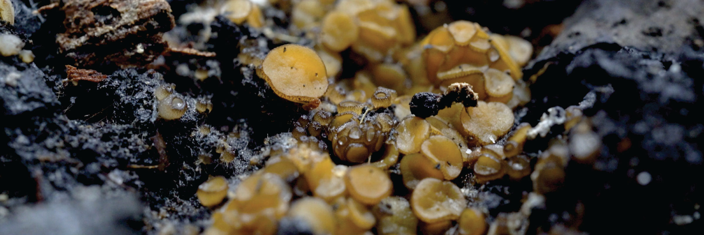 Fire Loving Fungi