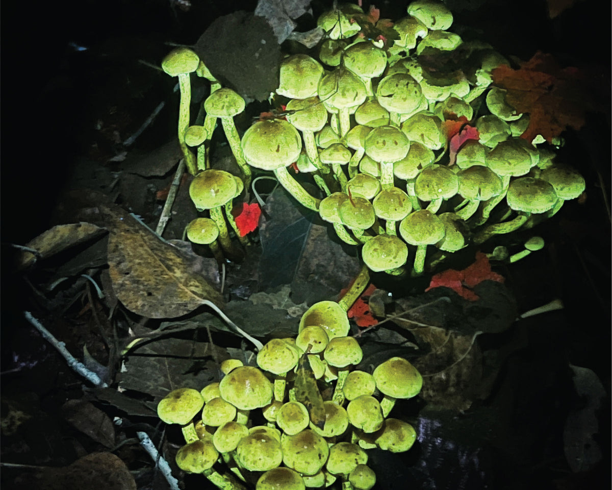 Flourescent Foray
