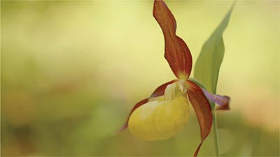 A Flower