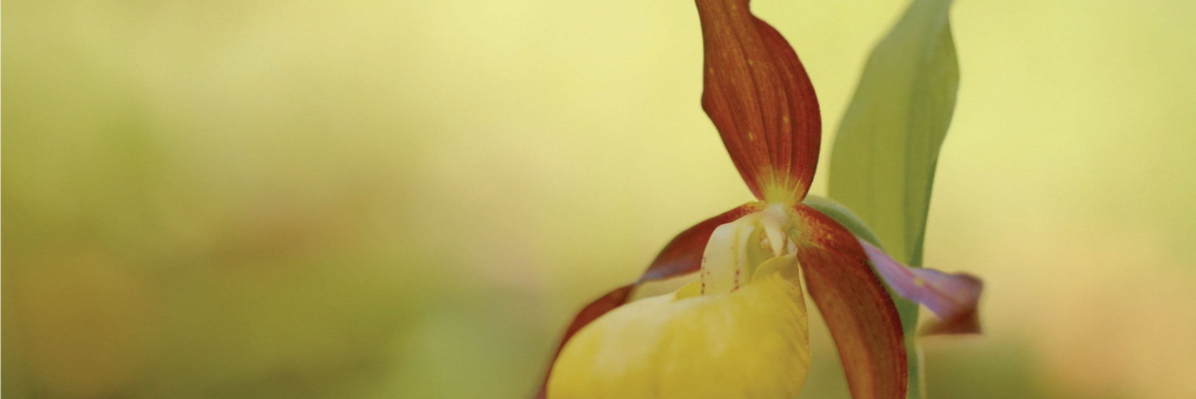A Flower