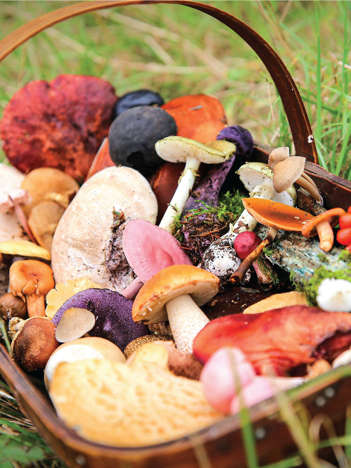 Rad MycoBlitz Pt. I: Collection and Documentation
