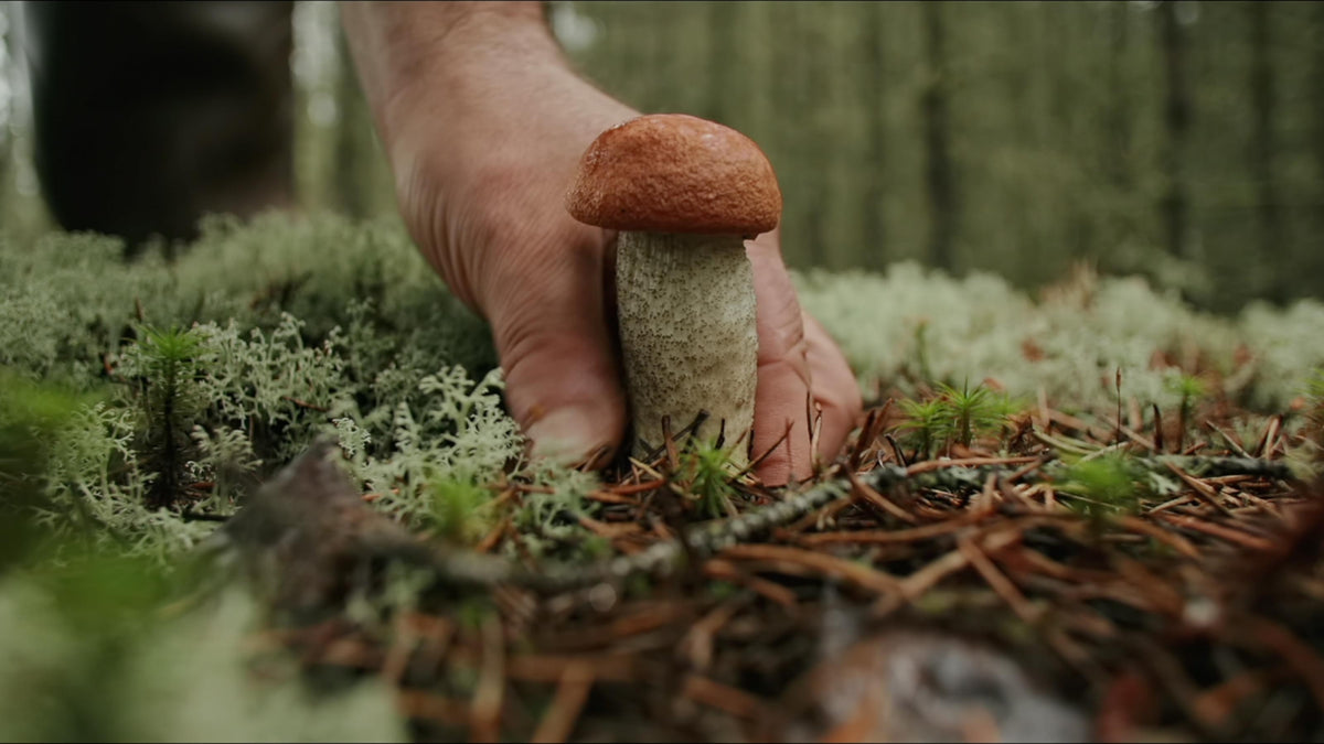 Forestible: On the Trail of Northern Wild Edibles