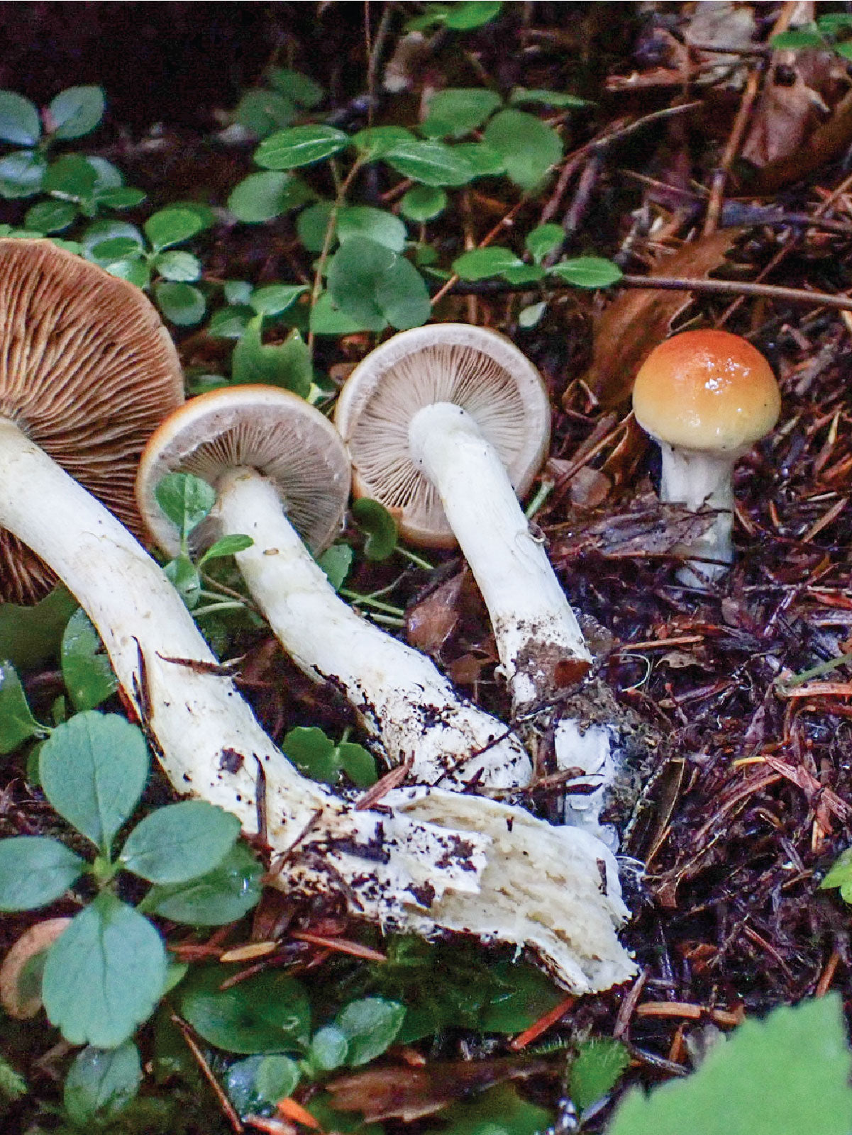 iNaturalist Crash Course