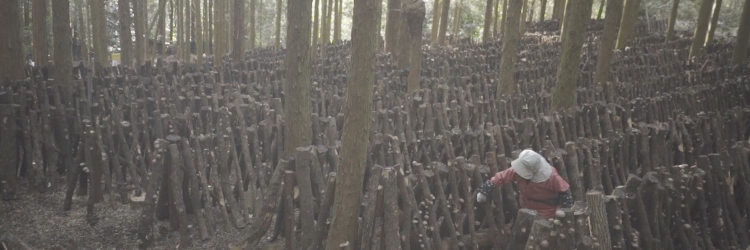 Japanese Shiitake Forestry