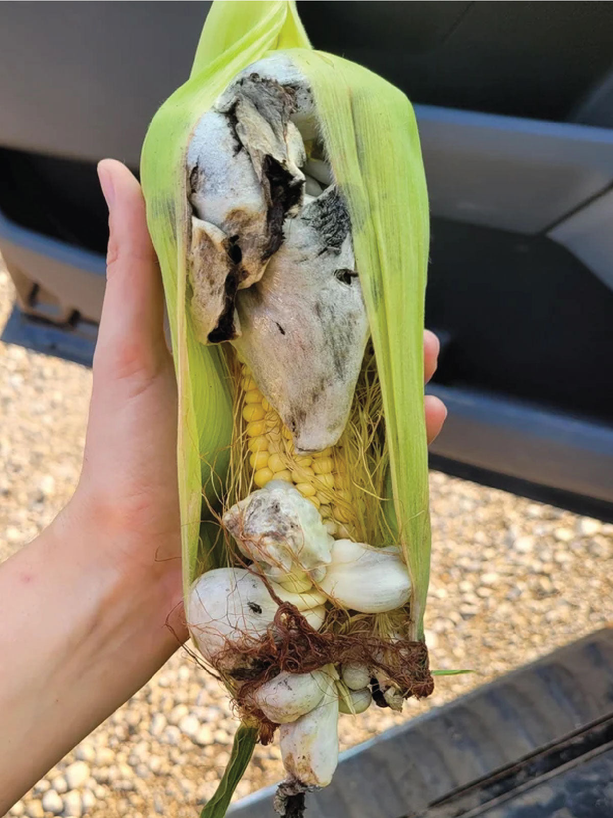 Who is Huitlacoche?