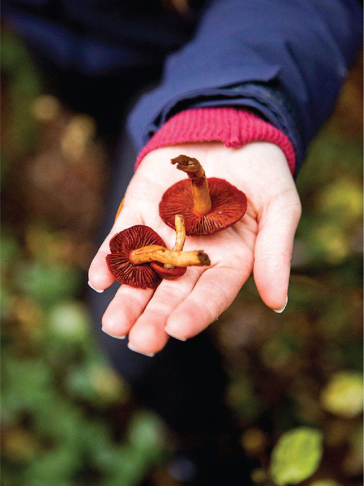Hidden Colors: Extracting Dyes from Mushrooms