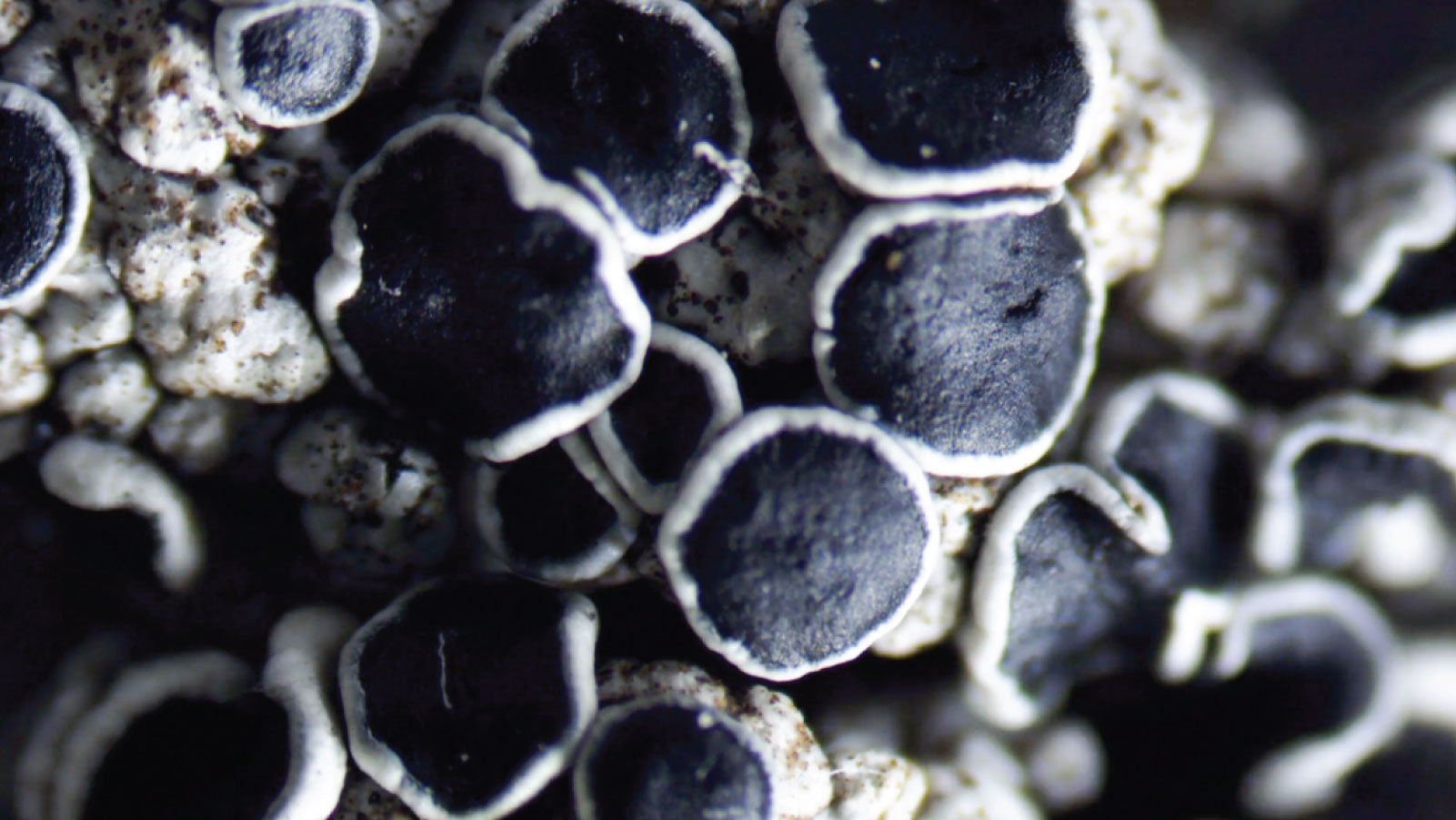 Lavsang: Song of the Lichens