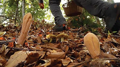 Micocosmo: A Fungi's World in a Festival