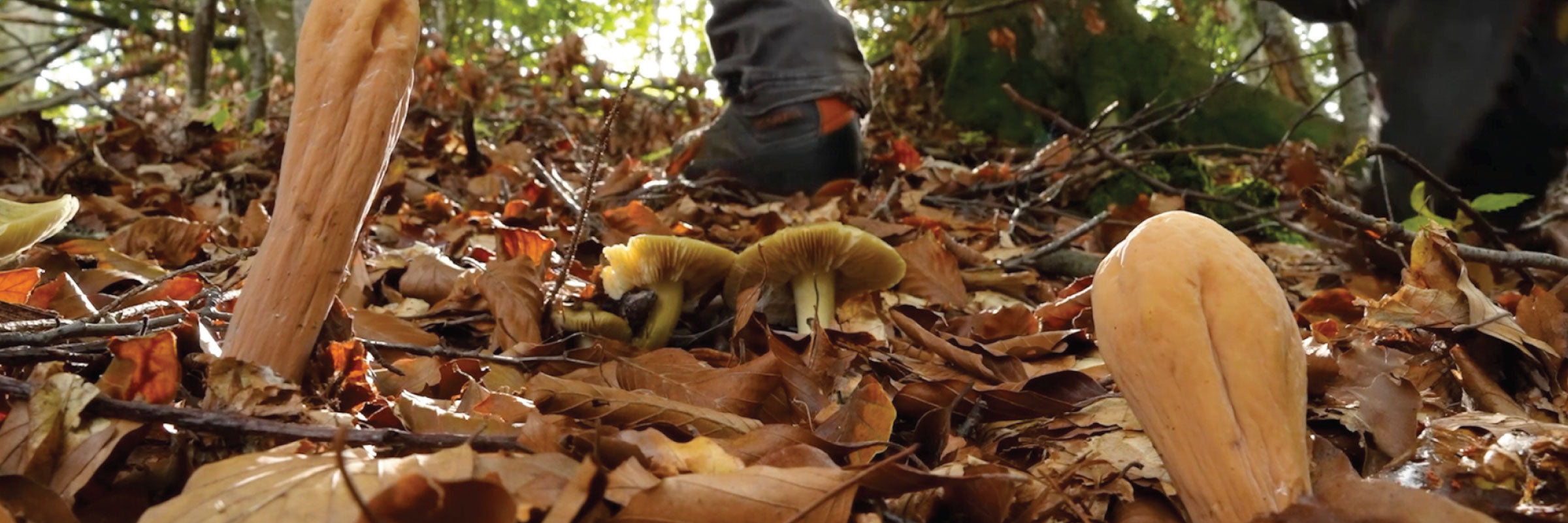 Micocosmo: A Fungi's World in a Festival