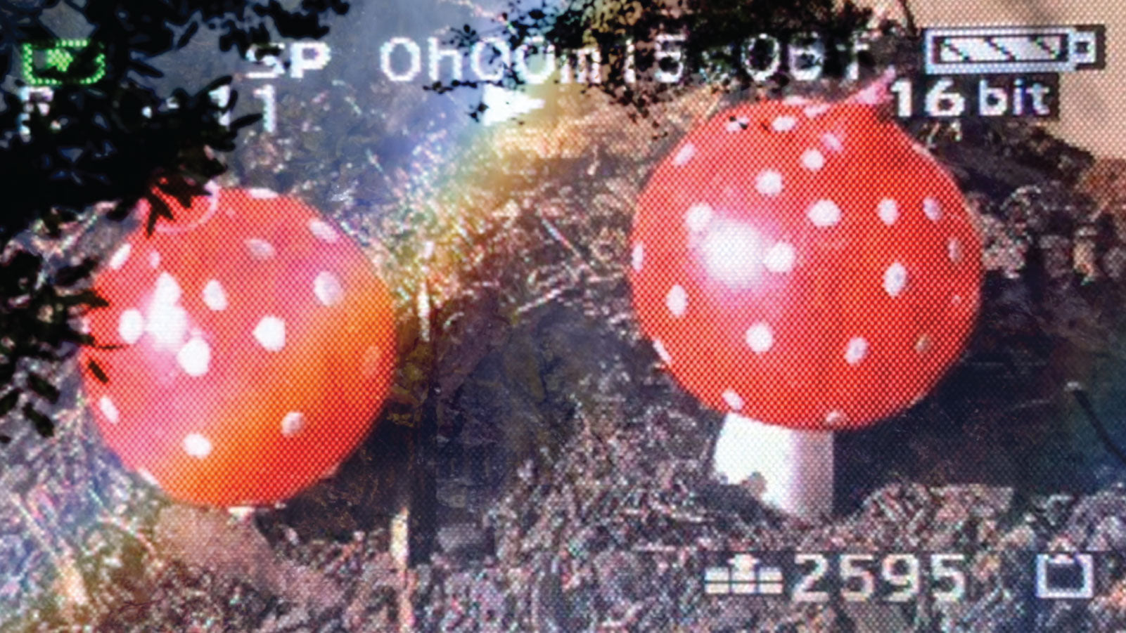 Mushroom Water