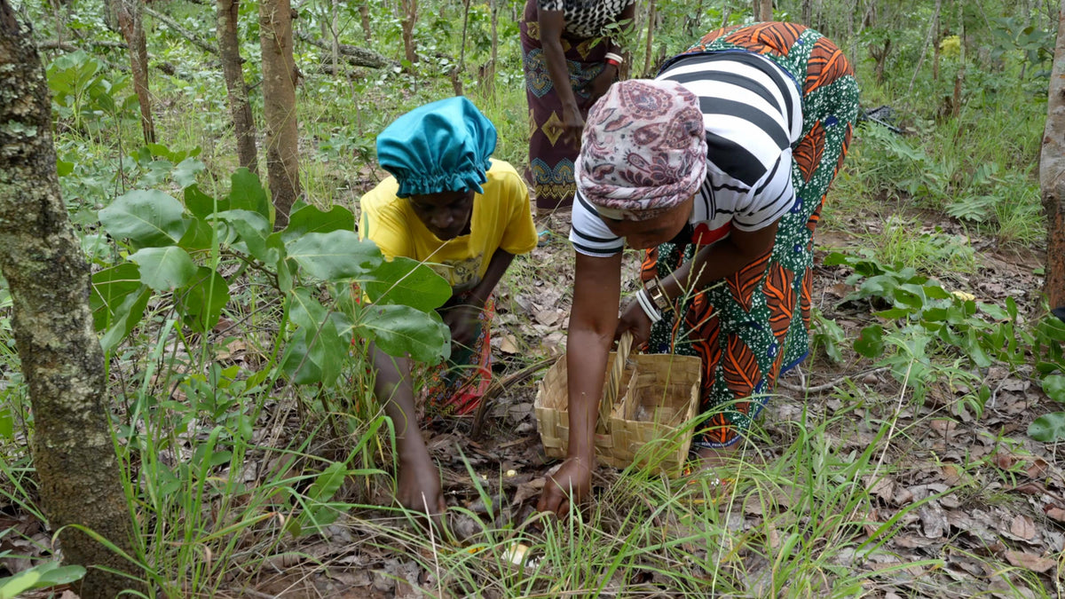Nature's Bounty: Mushroom Hunters of the Zambian Miombo